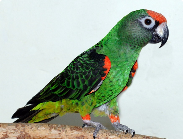 2089 Конголезский длиннокрылый попугай
