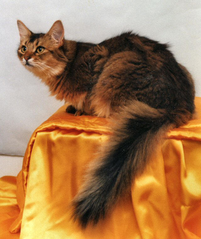 Кошка, порода Сомалийская