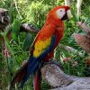 2111 Новозеландский горный прыгающий попугай