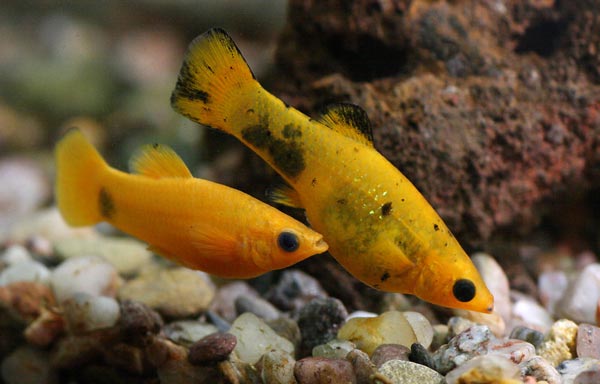 Аквариумная рыбка Моллинезия сфенопс.