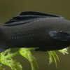 2190 Аквариумная рыбка Чёрный барбус.