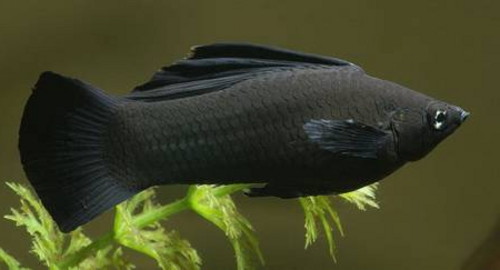 Аквариумная рыбка Моллиенезия латипина.