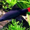2225 Аквариумная рыбка Танчо (Оранда Красная шапочка).