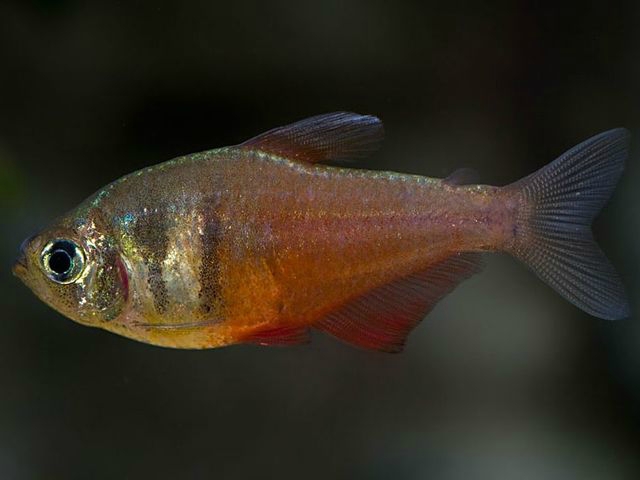 Аквариумная рыбка Тетра-фон-рио.