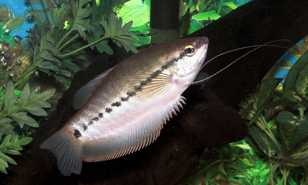 Аквариумная рыбка Змеевидный гурами (бурый).