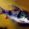 2211 Аквариумная рыбка Малабарский данио.