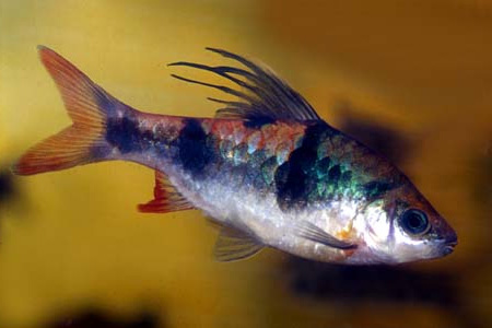 Аквариумная рыбка Барбус арулиус .