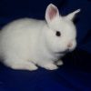 3796 Кролик, порода Белый великан