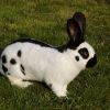 3802 Кролик, порода Рекс