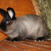 3800 Кролик, порода Немецкий пестрый великан