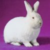 3948 Кролик, порода Белый великан