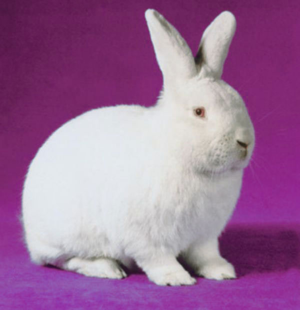 Кролик, порода Белый Новозеландский