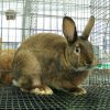3953 Кролик, порода Японский карликовый кролик