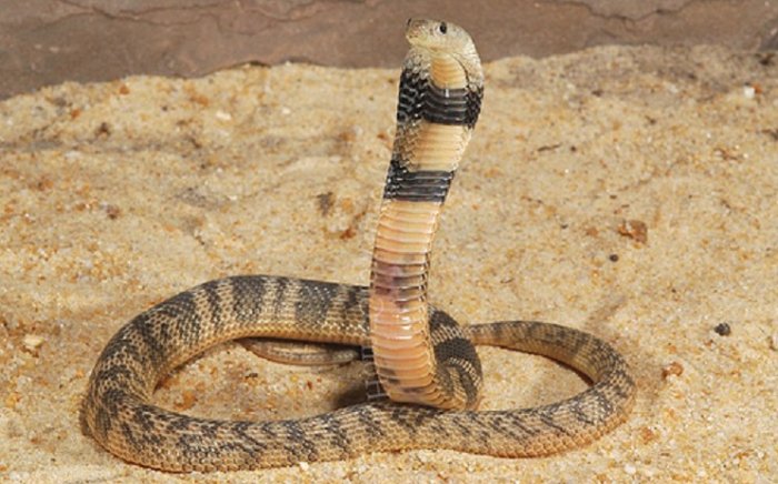 2954 Среднеазиатская кобра