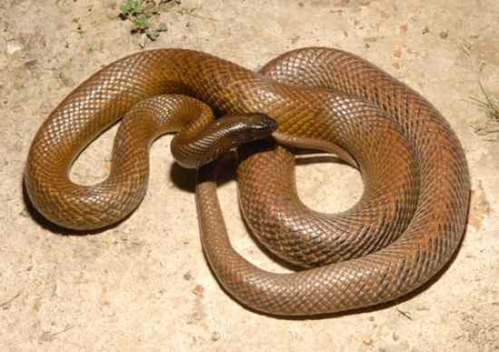 Змея Тайпан