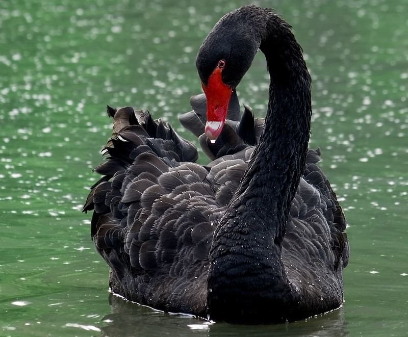 4019 Лебедь, порода Чёрный.