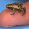 4404 Колорадская речная жаба