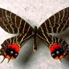 2706 Бабочка Гигантская леопардовая моль