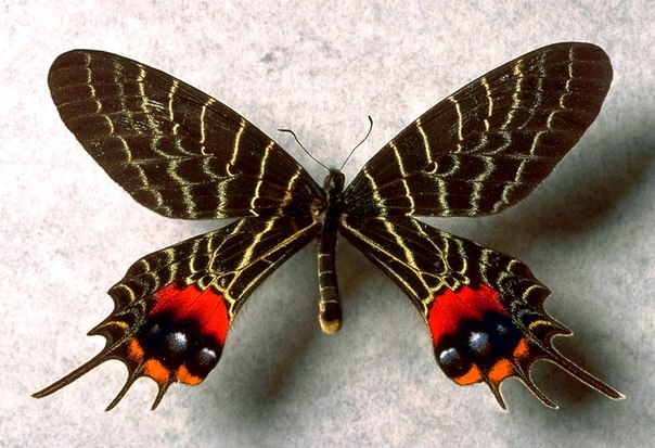 Бабочка Слава Бутана