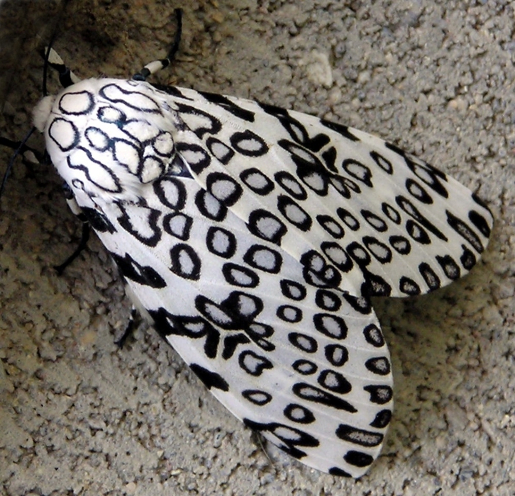 Бабочка Гигантская леопардовая моль