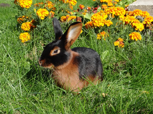 Кролик, порода Черно-огненный