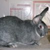 3291 Кролик, порода Черепаховый