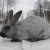 3288 Кролик, порода Тюрингенский
