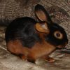 3312 Кролик, порода Ангорская пуховая