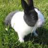 3963 Кролик, порода Короткошерстный карликовый
