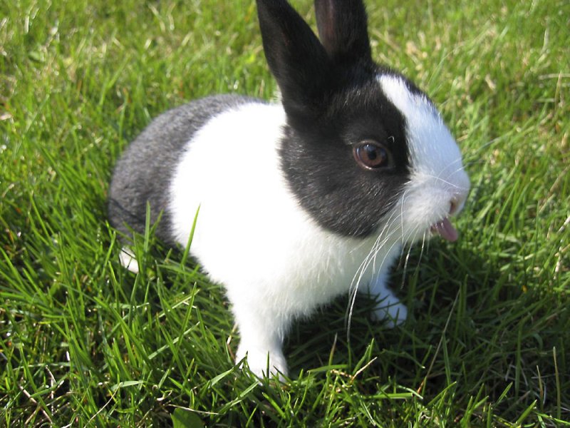Кролик, порода Карликовый голландский