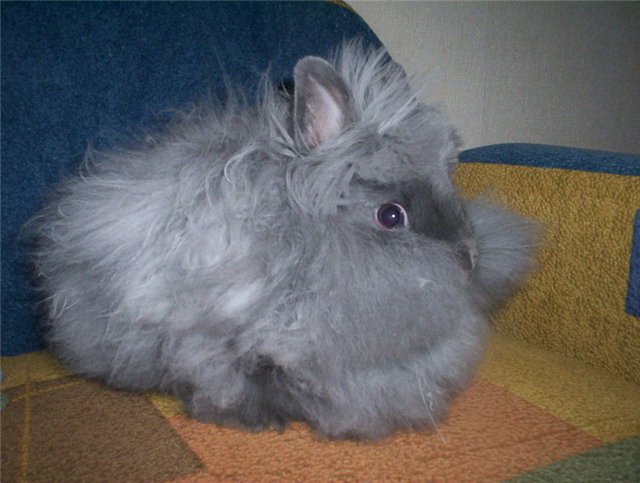 Кролик, порода Ангорская пуховая