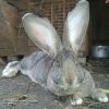 3959 Кролик, порода Ангорская пуховая