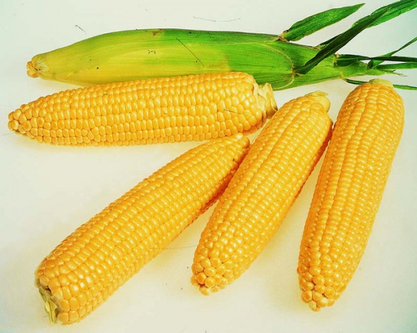 Что полезно кушать? Кукуруза.