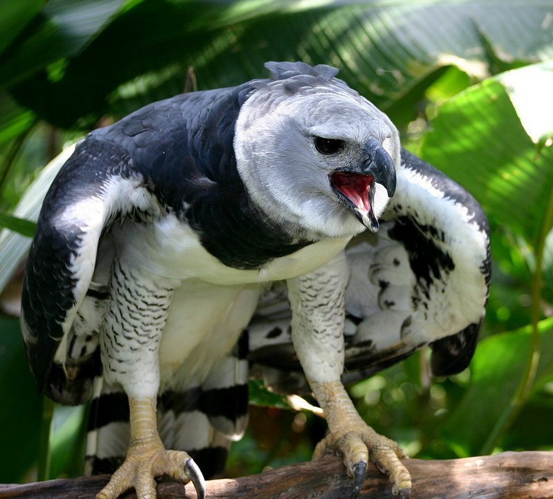 Птица Южноамериканская гарпия.