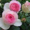 7509 Плетистые (вьющиеся) розы. Какие виды существуют ?