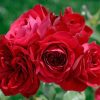 7512 Плетистые (вьющиеся) розы. Какие виды существуют ?