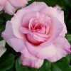 7481 Чайно - гибридные розы. Какие виды существуют ?