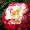 7482 Чайно - гибридные розы. Какие виды существуют ?