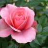 7483 Чайно - гибридные розы. Какие виды существуют ?
