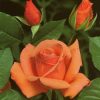 7469 Чайно - гибридные розы. Какие виды существуют ?