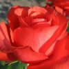 7492 Чайно - гибридные розы. Какие виды существуют ?