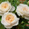 7502 Розы флорибунда