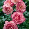 7517 Штамбовые розы. Какие виды существуют ?