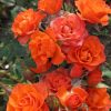 7543 Роза Super Star - лососево-оранжевая окраска