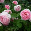 8886 Heritage - очаровательная роза