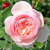 8884 Heritage - очаровательная роза