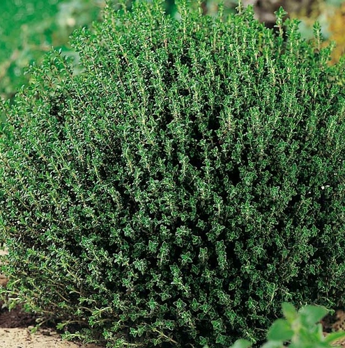 Тимьян — пряное почвопокровное растение