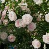 8794 New Dawn красиво цветущая плетистая роза