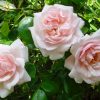 8795 New Dawn красиво цветущая плетистая роза