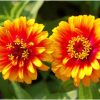 8563 Растение Циннии - красочная палитра цветов